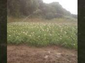 Siembra patatas otoño