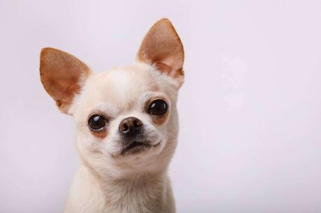 Cachorros del Valle explica algunas características sobre los chihuahuas