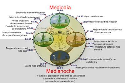 Cronobiología y medicina circadiana