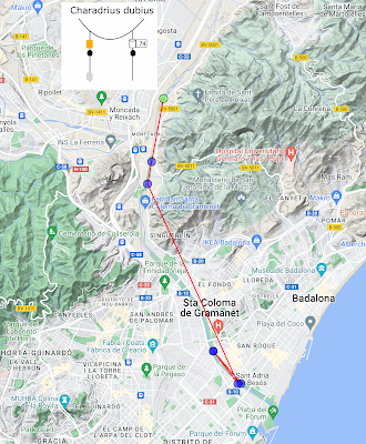 Charadrius dubius 74