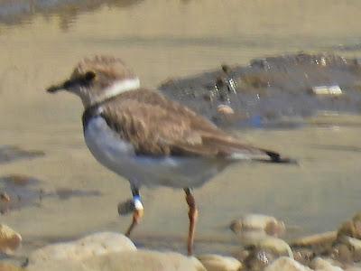 Charadrius dubius 74