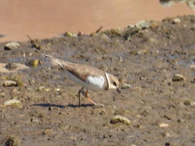 Charadrius dubius 74