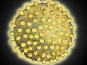 Sunrise Sunset Project (2009)