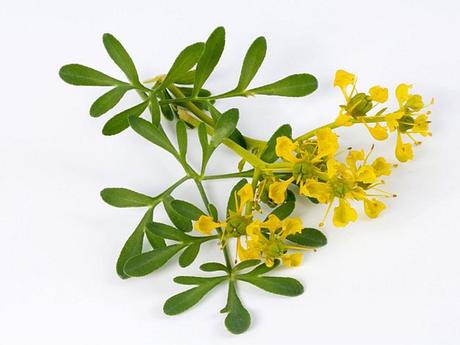 10 Beneficios de la ruda sorprendentes para tu salud Planta de ruda cómo es