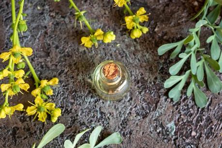 10 Beneficios de la ruda sorprendentes para tu salud Propiedades de la ruda