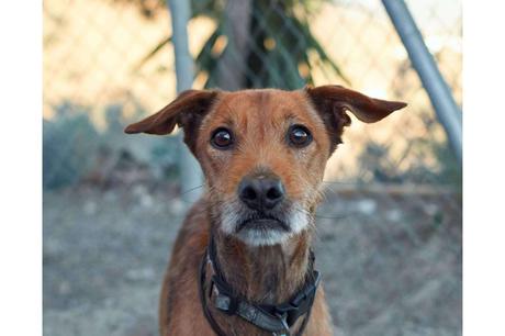 ¿Cuándo es buen momento para adoptar un perro? ¿Cuándo es buen momento para adoptar un perro?