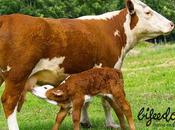 Bifeedoo explica apuesta cría ecológica ternero