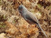 pajarillos paso laredo