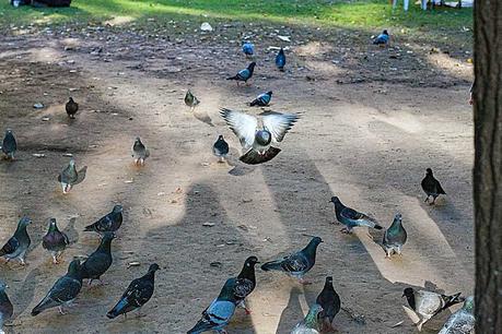 palomas en el suelo y una llegando en vuelo.