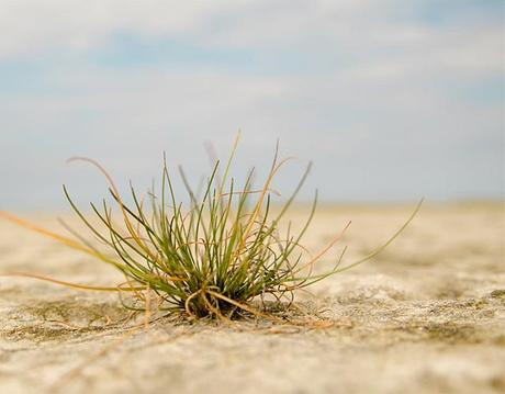 Las plantas fabrican su propia aspirina para combatir el estrés v