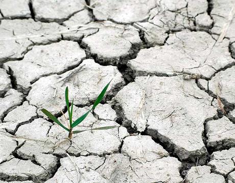 Las plantas fabrican su propia aspirina para combatir el estrés plantas fabrican su propia aspirina
