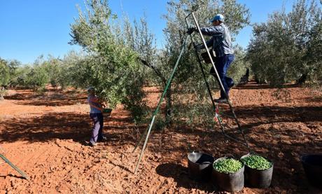 El gobierno de España plantea revisar las peonadas necesarias del subsidio agrícola