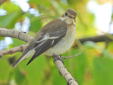Papamoscas Cerrojillo