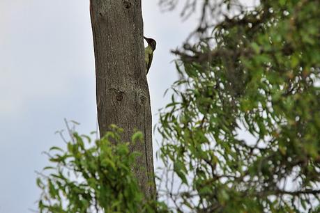 Picus viridis