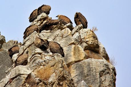 Buitres en la Foz de Lumbier