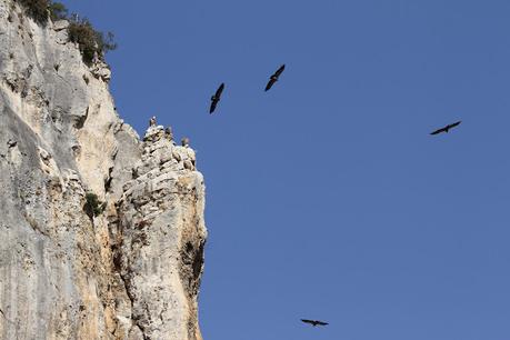 Buitres en la Foz de Lumbier