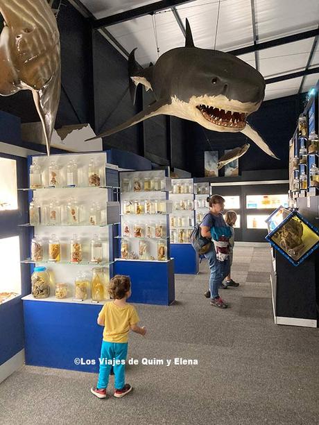 En la zona de Oceanos del Parque de la Vida