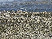 Tres chorlitejos chico