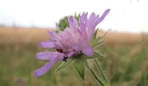 escabiosa propiedades medicinales