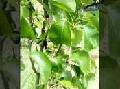 Peral, cuidado hongos