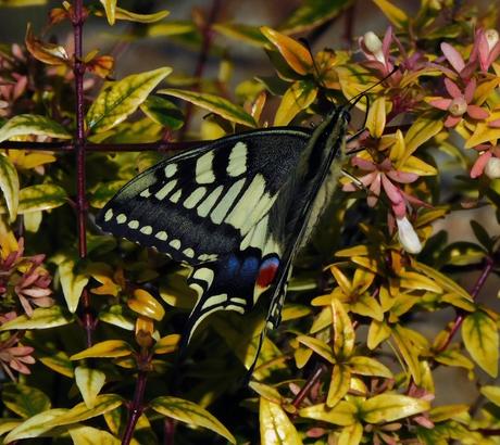 Papilion Machaon en Abelia Grandifolia