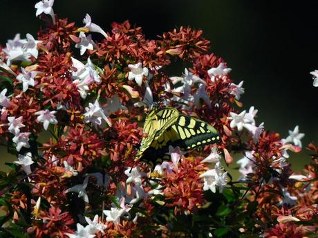 Papilion Machaon en Abelia Grandifolia