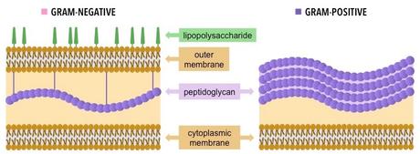 Nuevo superantibiótico capaz de matar bacterias superresistentes