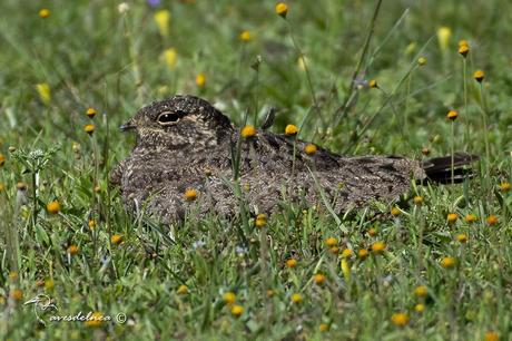 Ñacundá (Nacunda Nighthawk) Chordeiles nacunda