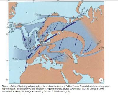 Avefrías y chorlitos dorados