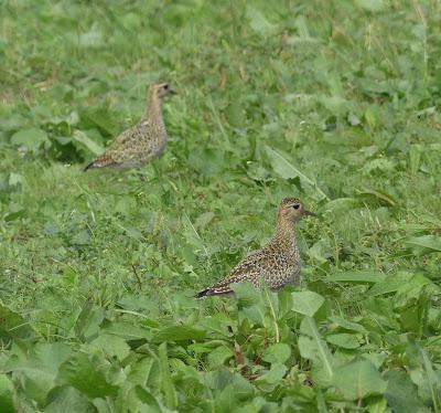 Avefrías y chorlitos dorados