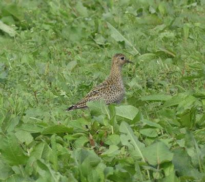 Avefrías y chorlitos dorados