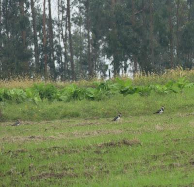 Avefrías y chorlitos dorados