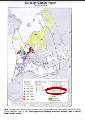 Avefrías y chorlitos dorados