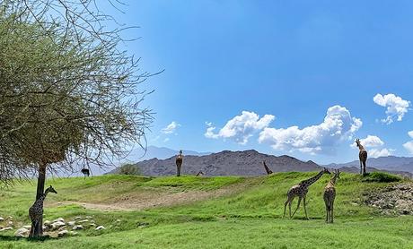 15 mejores cosas para hacer en Palm Desert, CA