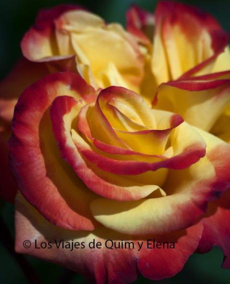 Una espectacular rosa en los Jardines de Cervantes