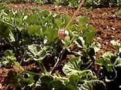 Huerto 2022: Cuidado melon calor