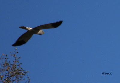 LOS OTROS DE LA BERREA