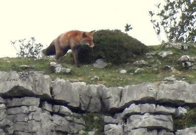 LOS OTROS DE LA BERREA