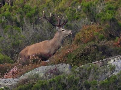 LOS OTROS DE LA BERREA