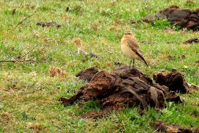 LOS OTROS DE LA BERREA