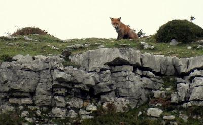 LOS OTROS DE LA BERREA