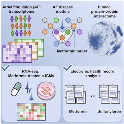Uso de la metformina para tratar la fibrilación auricular Uso de la metformina para tratar la fibrilación auricular