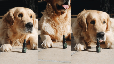 Ducreams: animales y cannabis, el CBD como solución natural para afecciones en mascotas