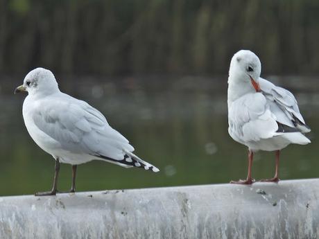 Gaviota cabecinegra