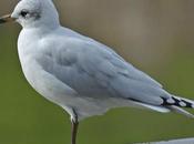 Gaviota cabecinegra