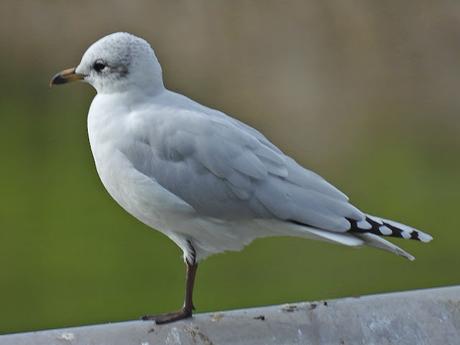 Gaviota cabecinegra
