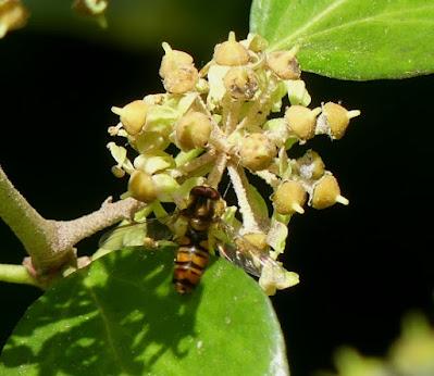 Unos sírfidos de otoño Unos sírfidos de otoño