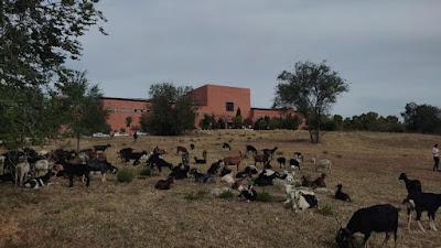 Javier, el pastor que llevó su rebaño de cabras a la Universidad.