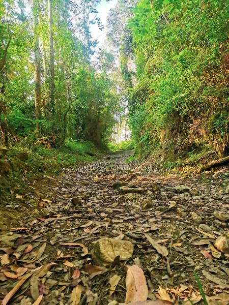 Villaviciosa-Campin de Deva, (III)