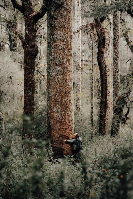 Abrazo milenario. Sendero Piedra del Águila, Parque Nacional Nahuelbuta (2022)